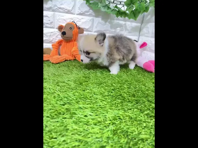 動画