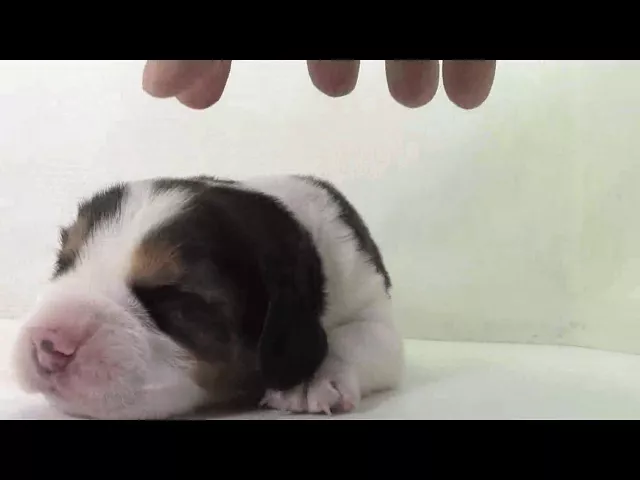 動画
