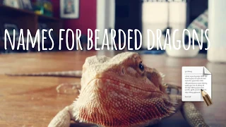 Names for bearded dragons