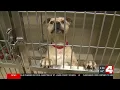 Saint Louis County Pet Adoption Center hosts emergency fee-waived event as overcrowding continue