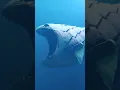 Download Lagu The Bloop is Back | The bloop 2022 #Shorts #thebloop #deepsea