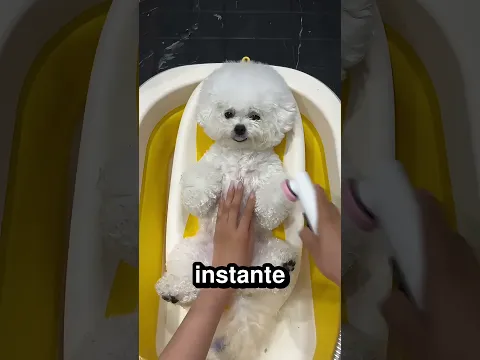 Este perrito se prepara para un cumpleaños 🐕 🎉