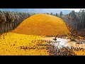 Download Lagu Ze gooiden duizenden tonnen sinaasappelschillen in een bos, wat er 20 jaar later gebeurde schokte...
