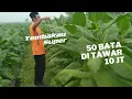 Download Lagu Harta Karun tumbuh Subur di Jombang || Tembakau Rejeb