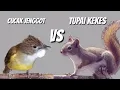 Download Lagu KOMBINASI CUCAK JENGGOT vs TUPAI KEKES MASTERAN JERNIH