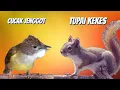 Download Lagu KOMBINASI CUCAK JENGGOT vs TUPAI KEKES MASTERAN JERNIH