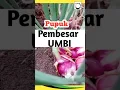 Cara Memperbesar Umbi Bawang Merah, Besar, Merah, Keras, Beraroma dan Meningkatkan Daya Simpan