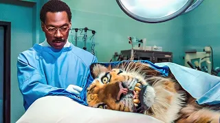 دكتور بيفهم لغة الحيوانات لدرجة انه بيصاحب نمر شرس وبيقدر يعالجه ملخص فيلم Doctor Dolittle 