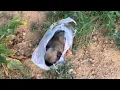 Download Lagu -4°C koud, verlaten puppy zit bibberend in een plastic zak en roept luid om zijn moeder