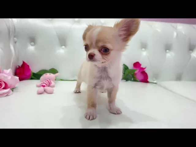 動画