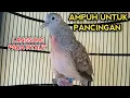 Download Lagu PERKUTUT BANGKOK GACOR AMPUH UNTUK PANCINGAN BIKIN PERKUTUT BANGKOK LAIN NYAUT 