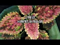 Download Lagu LPMI 22: HAMPIRLAH MALAM [Abide With Me]