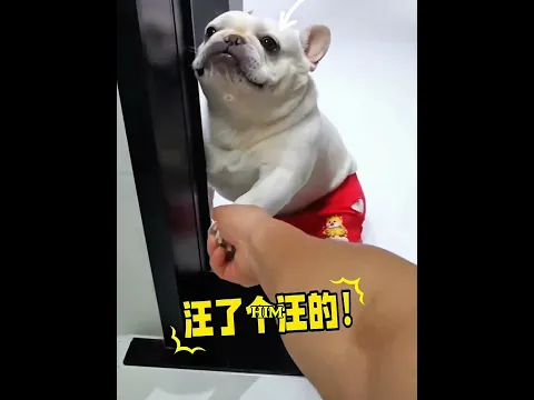 Dog Farts Nonstop ππ¨ #shorts