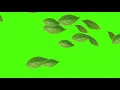 Green Leafs In The Wind | Green Screen