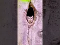 Download Lagu burung hantu dapet sarang di lubang pohon dari mana ya #faktaunik #shortsvideo #animals
