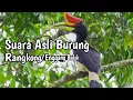 Download Lagu SUARA ASLI BURUNG ENGGANG/RANGKONG BADAK || Hutan || Burung
