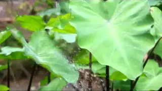 yati komala godong lompong