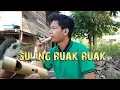 Cara membuat suling ruak ruak untuk berburu
