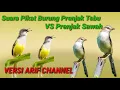 Download Lagu Suara Pikat Burung prenjak Tebu VS Prenjak Klik klik