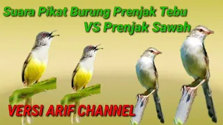 Download Suara Pikat Burung prenjak Tebu VS Prenjak Klik klik MP3