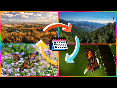 Download MP3 Mariposa Monarca: Migración y Ciclo de Vida (Danaus plexippus plexippus)