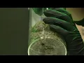 Ann Arbor dispensary receives first recreational marijuana license