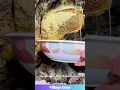 Download Lagu Winnie the Pooh's DREAM is This GIANT Honeycomb! 😂 They Found the Motherlode! You Have to See It!