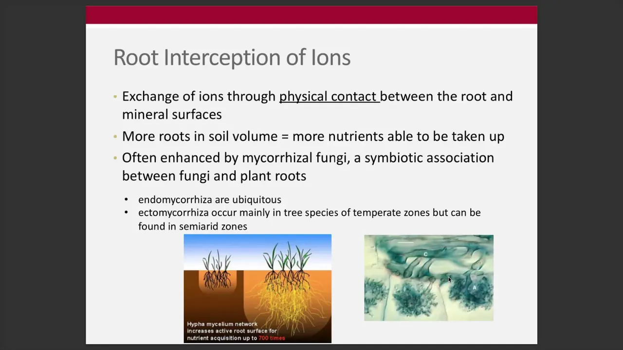 Week 1 - Ion Movement and Plant Uptake (ENR 5270)