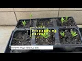 How to propagate privet in summer LEAFLET