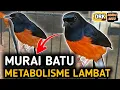 Lagu BONGKAR LAGI !! KALI INI MURAI BATU METABOLISME LAMBAT | CARA MERAWAT MURAI BATU
