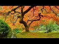 Download Lagu Entspannungsmusik Zen-Garten - Asiatische Einfluss Musikinstrumente - Meditationsmusik