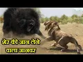 Download Lagu 10 ऐसे जानवर जो शेर की जान ले सकते हैं . 10 ANIMALS THAT CAN KILL A LION .