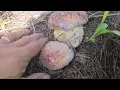 Spring King 2024 Boletus Rex-veris Day 1