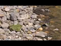 Download Lagu Very large grass snake meets large frog / Sehr grosse Ringelnatter trifft auf grossen Frosch