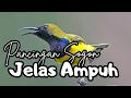 Download Lagu SUARA PIKAT SOGON PALING AMPUH TERBARU TAHUN INI