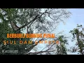 Download Lagu Berburu burung punai siul dan punai empetu // kayu beringin berbuah