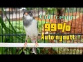 Download Lagu KENARI GACOR  Cuit CUIT BIRAHI UNTUK PANCINGAN \u0026 MASTERAN Kenari PAUD AGAR BUNYI DAN NGEROL