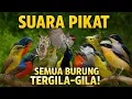 Download Lagu SUARA PIKAT BURUNG KECIL PALING AMPUH || SUARA PIKAT SOGON || SUARA PIKAT BURCIL RIBUT