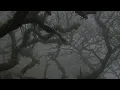 Download Lagu limerence but ur in a magical forest (slowed and reverb, birds, sparkles) ｡⋆ ✧∘* ೃ ⋆｡˚