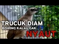 Lagu Suara Trucukan Gacor Ngalas Pancingan Trucukan Agar Bunyi Jadikan Burung Trucuk Langsung Nyaut