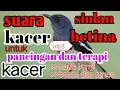 Download Lagu suara siulan kacer betina