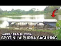 Download Lagu TARIKAN NILA PURBA SAGULING BIKIN CANDU || MANCING SAGULING TERBARU