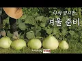 Download Lagu [8월-4] 겨울 먹거리 재배, 더울 때 시작해요^^ / 가을 알배추 직파 / 양배추 브로콜리 심기 / 감자캐기 마무리 / 박고지*박고지 김밥 / 쪽파 무침 #산란계병아리키우기