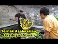 Ternak Ikan Mujaer Simpel Banget