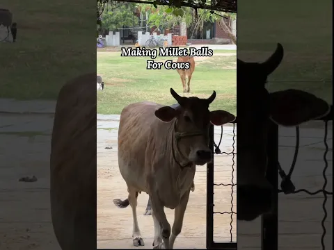 Feeding cows with millet balls at Isha Yoga Center.