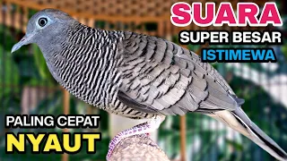 perkutut lokal gacor suara kung besar pancingan burung perkutut agar bunyi 