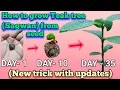 How to grow teak tree from seed Sagwan tree farming teak tree teak tree farming sagwan tree sagwan