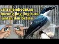 Lagu cara membedakan burung jing-jing batu jantan dan betina