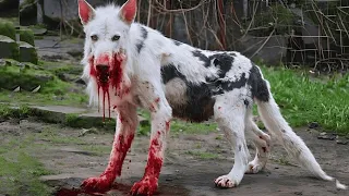 15 animales TAN PELIGROSOS que ni siquiera los zoológicos quieren tenerlos