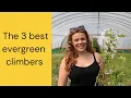 The best evergreen climbers